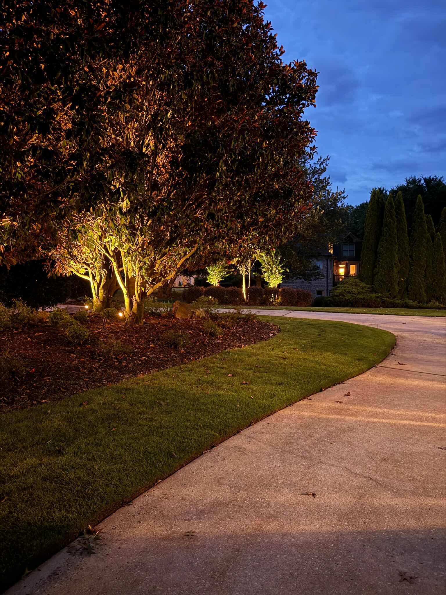 Warmly uplit magnolia and landscape lighting along a curved driveway at twilight
